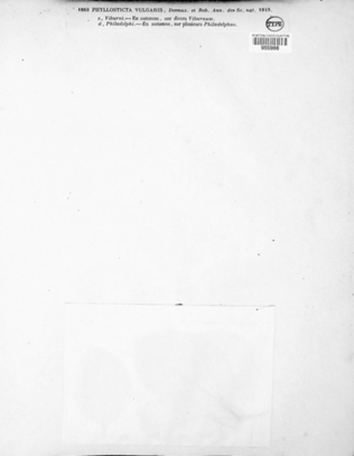 Ascochyta tenerrima image
